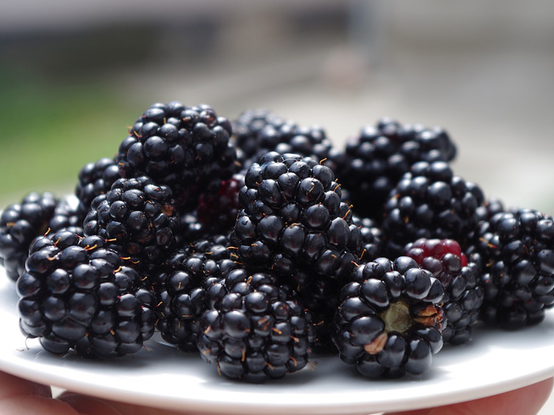 Blackberry